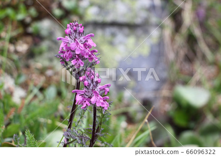 Lilac flowers of the lousewort in the meadow Lilac flowers of the lousewort in the meadow 66096322