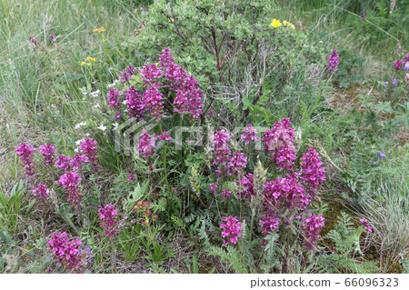 Lilac flowers of the  lousewort  in the meadow 66096323