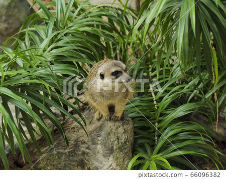 台北市動物園“貓鼬” 台北市動物園“貓鼬” 66096382
