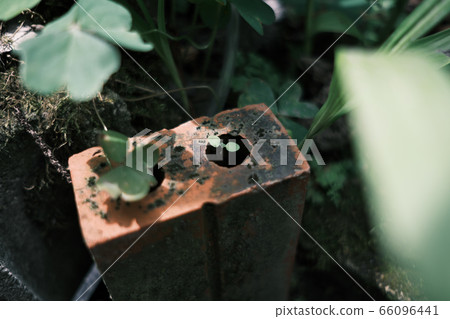 你好雙葉從磚上的洞 66096441