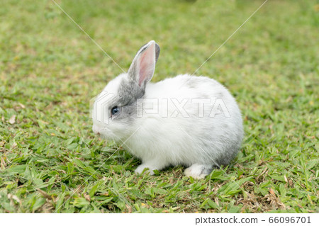 Close up little white grey rabbit sitting on fresh 66096701