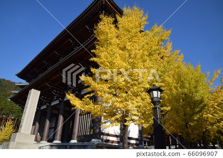 In front of the Great Buddha Hall where ginkgo trees are vivid In front of the Great Buddha Hall where ginkgo trees are vivid 66096907