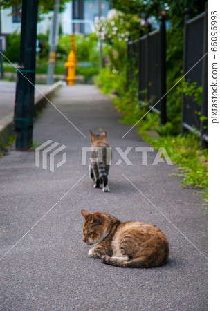 Farewell between cats 66096993