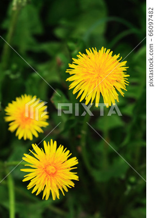 Yellow Dandelion Flowers Yellow Dandelion Flowers 66097482