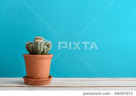 Cactus plant in flower pot. Cactus plant in flower pot. 66097655