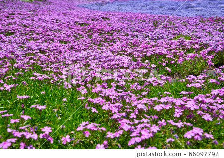 薄荷櫻桃樹 66097792