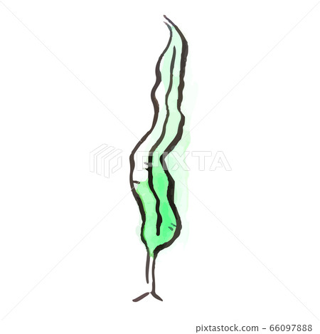 Summer illustration: seaweed Summer illustration: seaweed 66097888