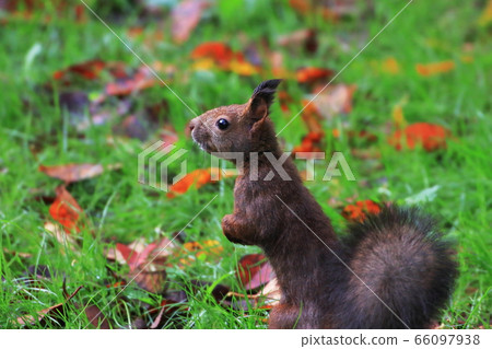 帶廣的可愛松鼠 66097938