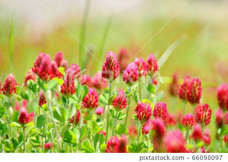 Senju Beni's vermilion flower 66098097