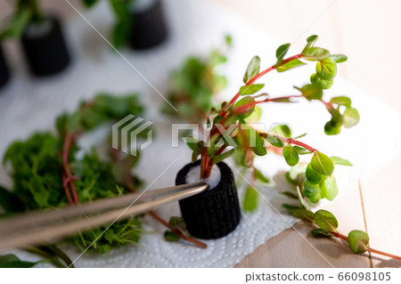 Aquarium aquatic aquarium 66098105