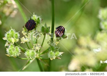 Akushushi Bamboo Akushushi Bamboo 66098145