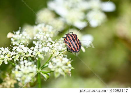 Akushushi Bamboo Akushushi Bamboo 66098147