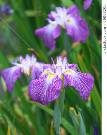 Beautiful iris (with water drops) Beautiful iris (with water drops) 66098206