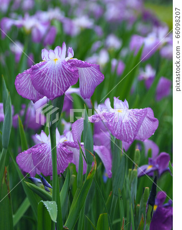Beautiful iris (with water drops) 66098207