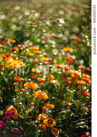 Flowers colorful in the garden soft and select 66098595