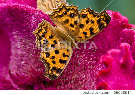 四腳蝴蝶 66098614