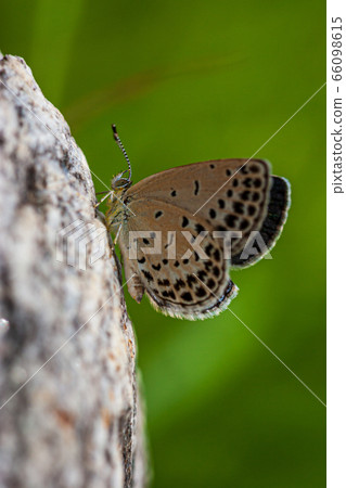 阿芙羅狄蒂蝴蝶 66098615