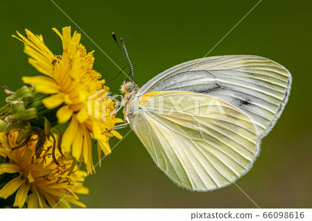 白菜鬍鬚 66098616