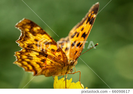 四腳蝴蝶 66098617