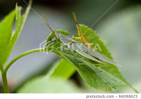 Bangahkkaebi 66098625