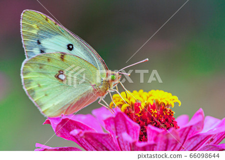 白菜鬍鬚 66098644