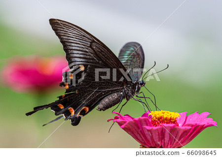 長尾的燕尾蝶 66098645