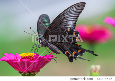 長尾的燕尾蝶 66098646