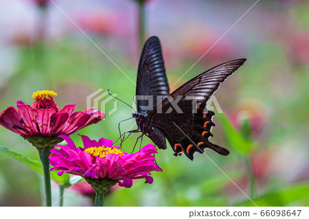 長尾的燕尾蝶 66098647