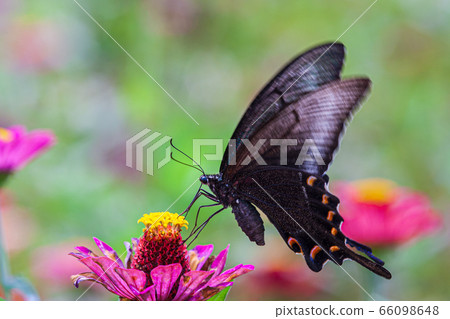 長尾的燕尾蝶 66098648