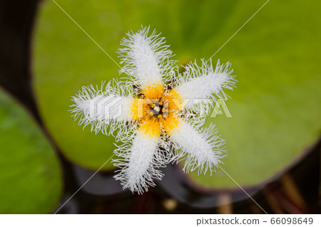 一朵蓮花 66098649