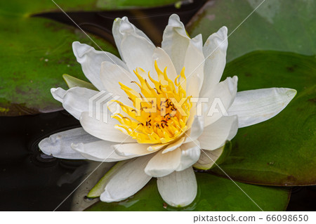 水百合花 66098650