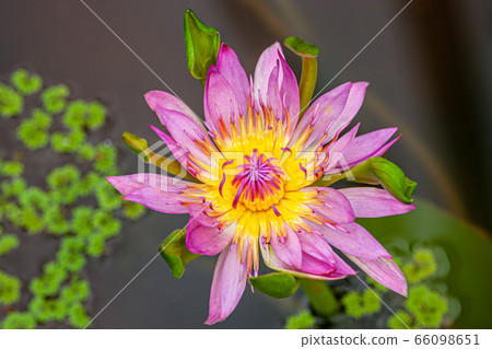 水百合花 66098651