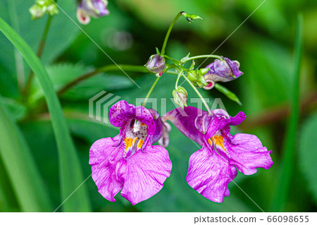 Mulbongseonhwa 66098655