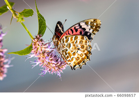 四腳蝴蝶 66098657