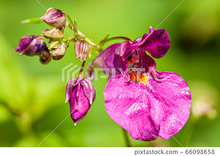 Mulbongseonhwa 66098658