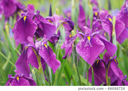 Beautiful iris (with water drops) 66098726