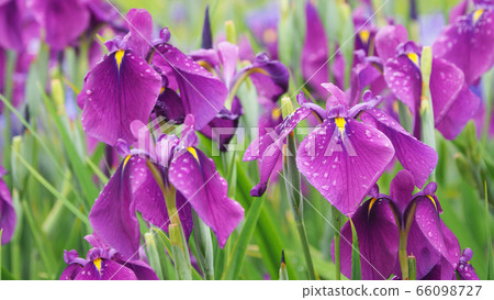 Beautiful iris (with water drops) 66098727
