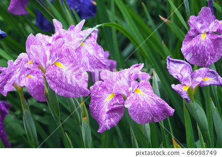 Beautiful iris (with water drops) 66098749