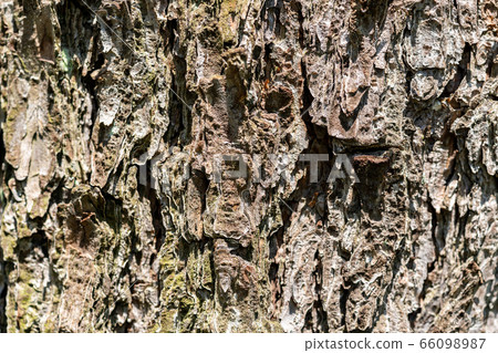 樹幹背景材料（五月） 66098987