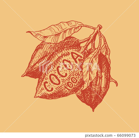 Cocoa fruit. Beans or Grains. Vintage badge or logo for t-shirts, typography, shop or signboards Cocoa fruit. Beans or Grains. Vintage badge or logo for t-shirts, typography, shop or signboards 66099073