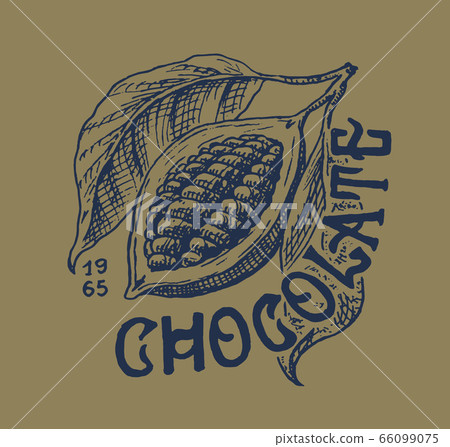 Cocoa fruit. Beans or Grains. Vintage badge or logo for t-shirts, typography, shop or signboards Cocoa fruit. Beans or Grains. Vintage badge or logo for t-shirts, typography, shop or signboards 66099075