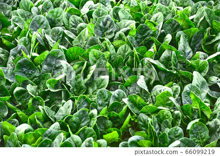 Spinach, a healthy food with a lot of iron, grows fresh in the field Spinach, a healthy food with a lot of iron, grows fresh in the field 66099219