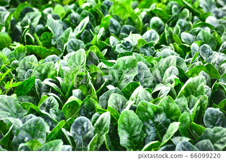 Spinach, a healthy food with a lot of iron, grows fresh in the field 66099220