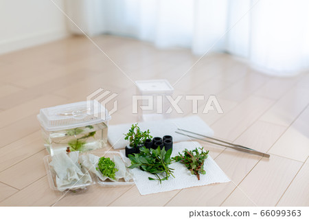 Aquarium aquatic aquarium 66099363