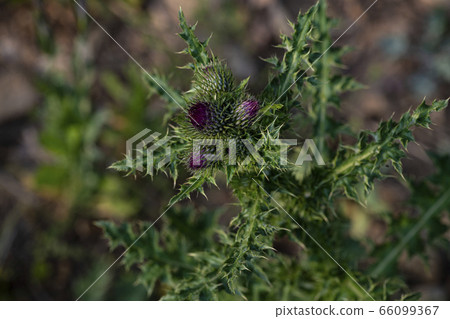 Korean wildflowers 66099367