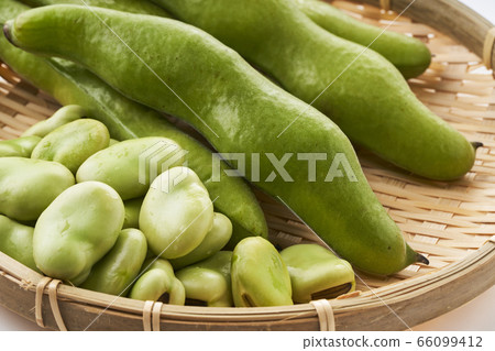 新鮮蠶豆放在漏勺中 66099412