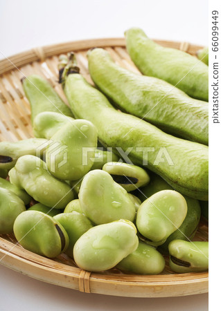 新鮮蠶豆放在漏勺中 66099449