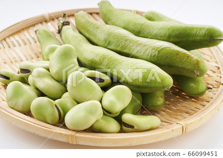 新鮮蠶豆放在漏勺中 66099451