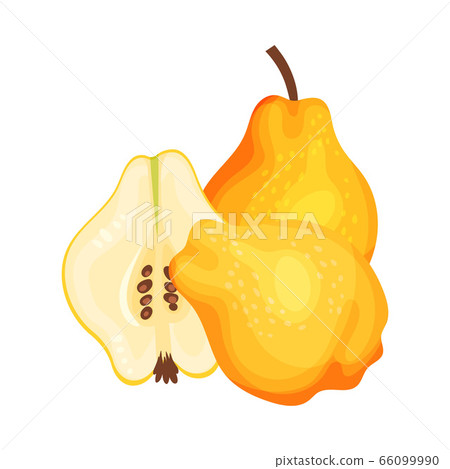 Whole and Halved Quince Showing Seeds and Flesh Vector Illustration Whole and Halved Quince Showing Seeds and Flesh Vector Illustration 66099990