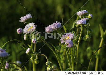 Korean wildflowers 66100077